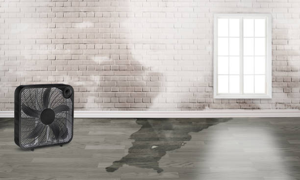Best Water damage restoration near me  in Elfers, FL